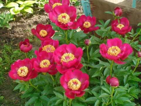 Кhokhloma (Gorobets, 1986)