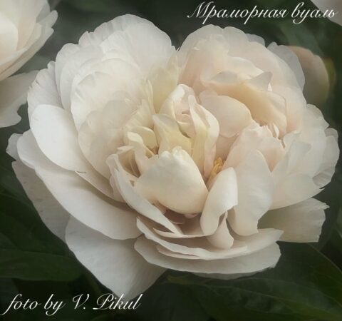 Мраморная вуаль (Marble Veil) (Pikul Viktoriya)