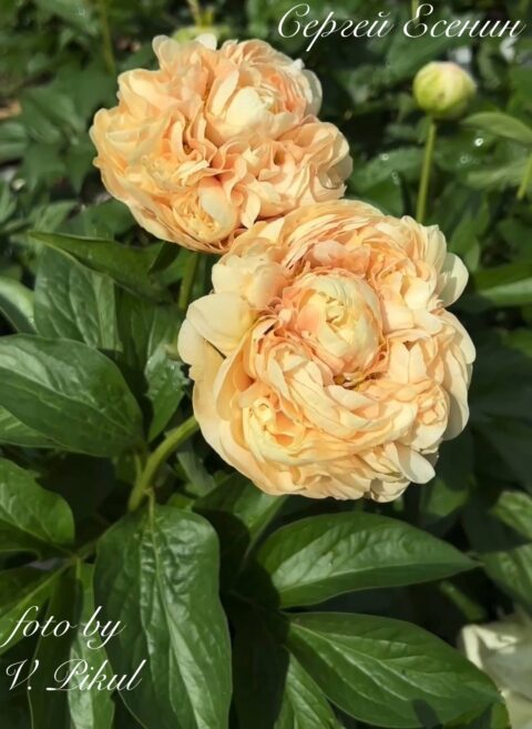 Сергей Есенин (Sergey Yesenin) (Pikul Viktoriya)