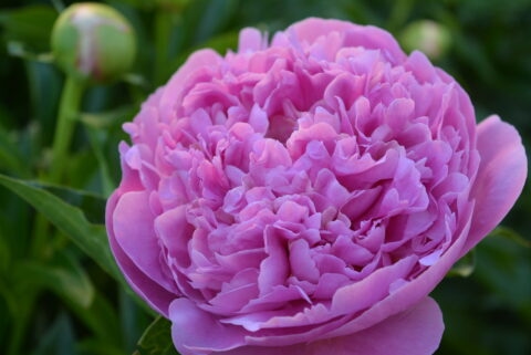 Сеянец 2-18 (2)