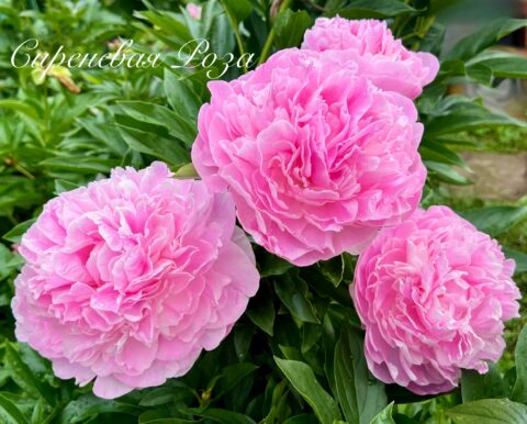 Сиреневая роза (Lilac Rose) (Pikul Viktoriya)