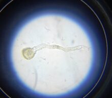 Long term storage of peony pollen