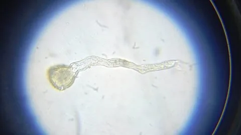 Long term storage of peony pollen