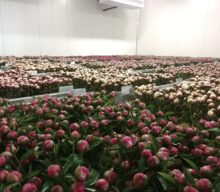 A dike of a flower: NOP Fleur Espel (NL)