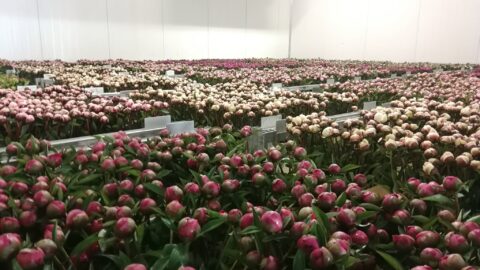 A dike of a flower: NOP Fleur Espel (NL)