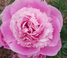 Peony Hybridizers: Otto-Zagorska Ilga
