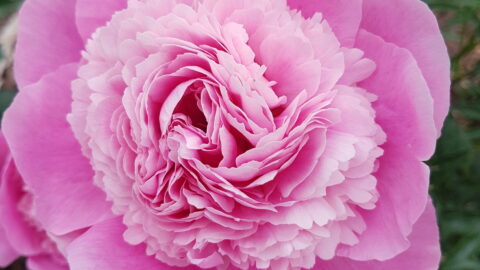 Peony Hybridizers: Otto-Zagorska Ilga