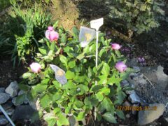 Paeonia morisii syn. P. corsica