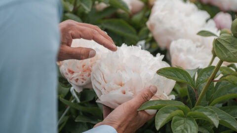 Peony Hybridizers: Bijman Paul