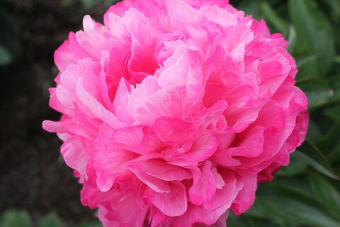 Two Tone Beauty (Future Peonies) Two Tone Beauty (Future Peonies)