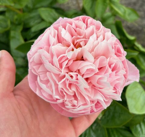 2 jarige hybride mooi bloem vorm