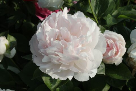 Roadrunner (Future Peonies) Roadrunner (Future Peonies)