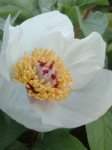 Paeonia mascula subsp. hellenica