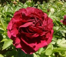 Old Faithful as a hybridizing parent