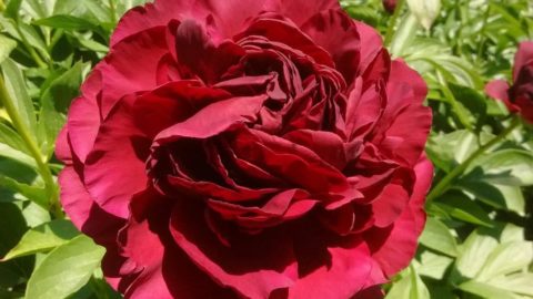 Old Faithful as a hybridizing parent