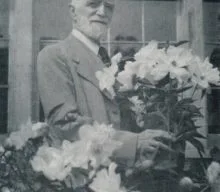 A.P. Saunders’ peonies