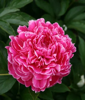 Peonies in Lithuania