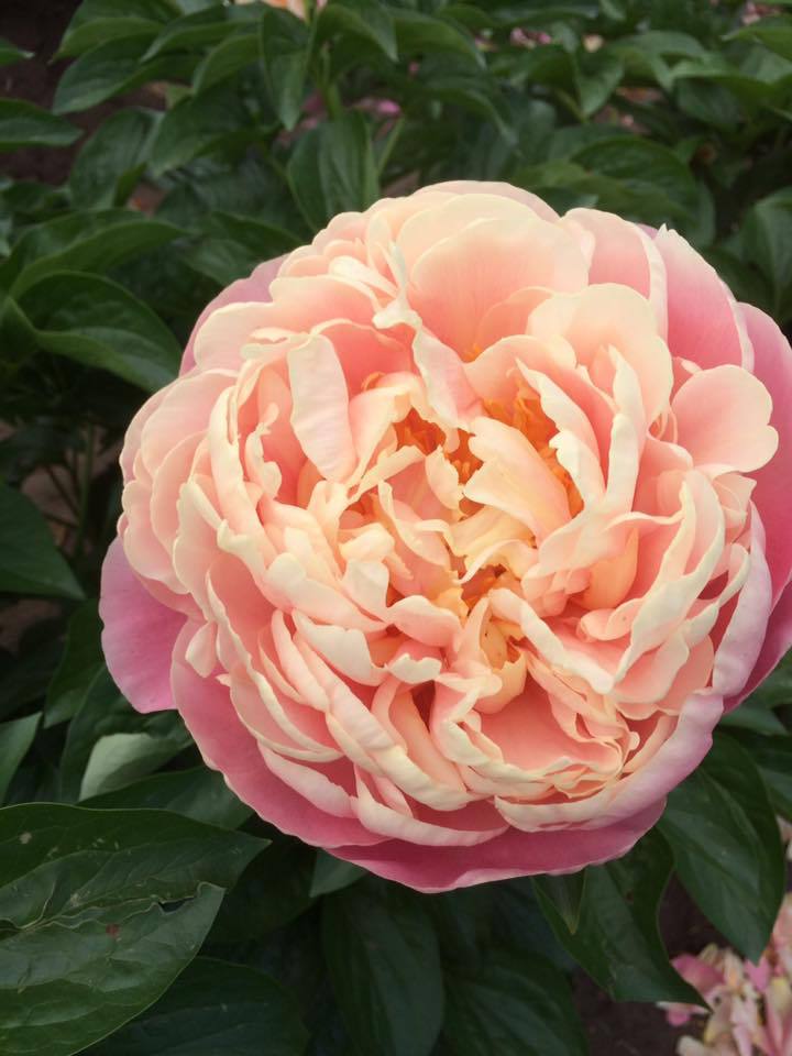 Kayleigh Ann – The Peony Society