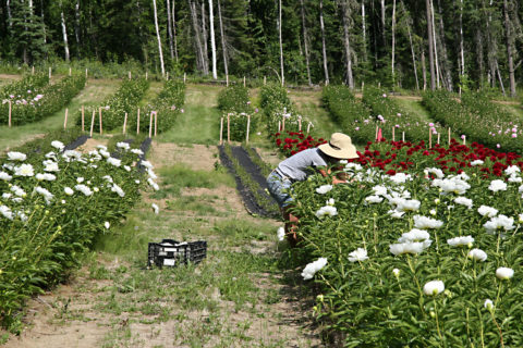 Far North Flowers, Fairbanks, Alaska photoby Pat Holloway