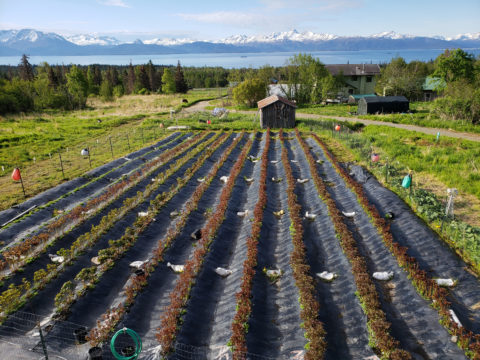 Frosty Acres Peonies, Homer, Alaska