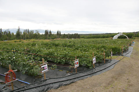 Alaska Perfect Peony, Homer, Alaska