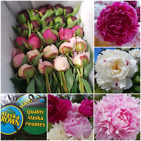Pioneer Peonies, Wasilla, Alaska