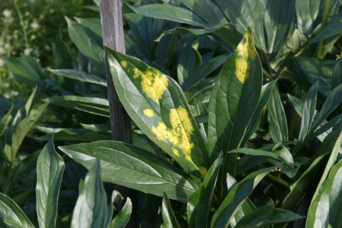 Tobacco rattle virus Photo by Pat Holloway