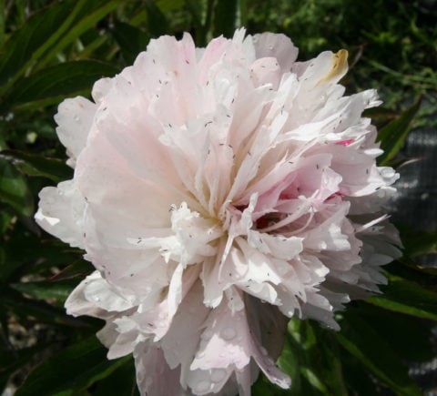 Thrips crawling all over peony in full bloom. Photo by Pat Holloway