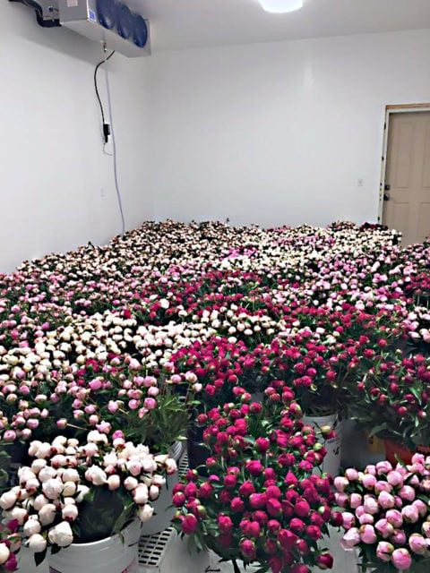 Cold storage at Arctic Sun Peonies, North Pole, Alaska