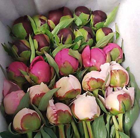 Boxed peonies, Pioneer Peonies, Wasilla Alaska