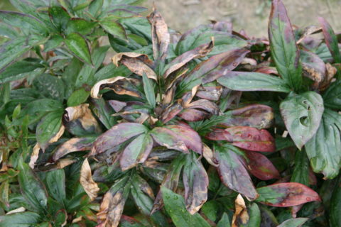 Botrytis on foliage. Photo by Pat Holloway