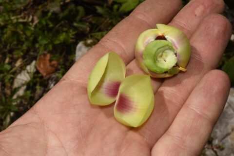 Paeonia wittmanniana in Georgia, Samegrelo Province - Copyright Ruslan Mishustin Paeonia wittmanniana in Georgia, Samegrelo Province - Copyright Ruslan Mishustin