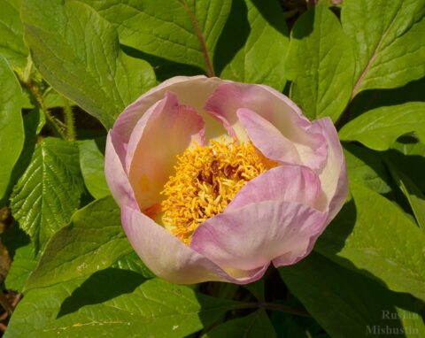 Paeonia wittmanniana in Georgia, Samegrelo Province - Copyright Ruslan Mishustin Paeonia wittmanniana in Georgia, Samegrelo Province - Copyright Ruslan Mishustin