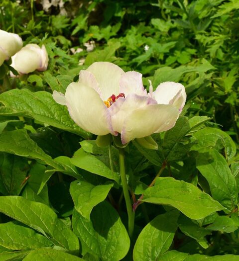 Paeonia wittmanniana in Georgia, Samegrelo Province - Copyright Ruslan Mishustin Paeonia wittmanniana in Georgia, Samegrelo Province - Copyright Ruslan Mishustin