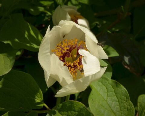 Paeonia wittmanniana in Georgia, Samegrelo Province - Copyright Ruslan Mishustin Paeonia wittmanniana in Georgia, Samegrelo Province - Copyright Ruslan Mishustin