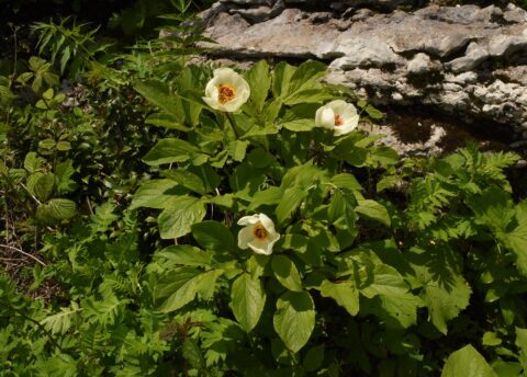 Paeonia wittmanniana in Georgia, Samegrelo Province - Copyright Ruslan Mishustin Paeonia wittmanniana in Georgia, Samegrelo Province - Copyright Ruslan Mishustin
