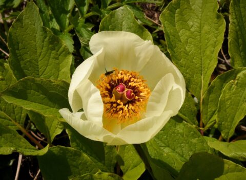 Paeonia wittmanniana in Georgia, Samegrelo Province - Copyright Ruslan Mishustin Paeonia wittmanniana in Georgia, Samegrelo Province - Copyright Ruslan Mishustin