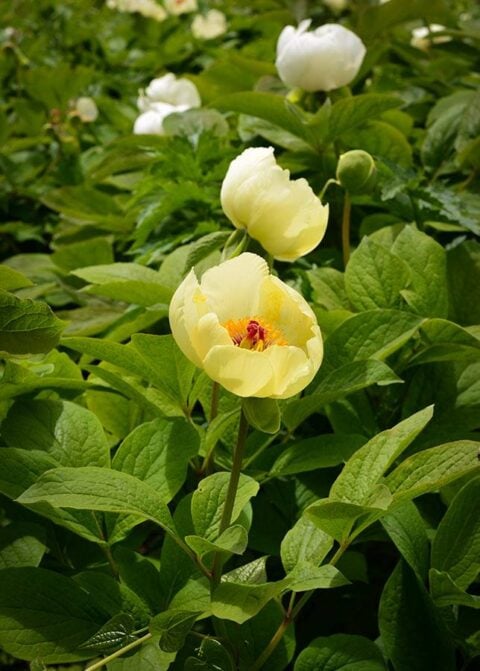 Paeonia wittmanniana in Georgia, Samegrelo Province - Copyright Ruslan Mishustin Paeonia wittmanniana in Georgia, Samegrelo Province - Copyright Ruslan Mishustin