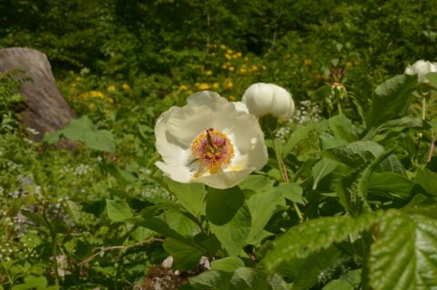 Paeonia wittmanniana in Georgia, Samegrelo Province - Copyright Ruslan Mishustin Paeonia wittmanniana in Georgia, Samegrelo Province - Copyright Ruslan Mishustin