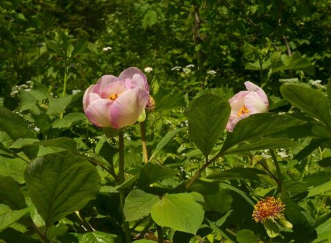 Paeonia wittmanniana in Georgia, Samegrelo Province - Copyright Ruslan Mishustin Paeonia wittmanniana in Georgia, Samegrelo Province - Copyright Ruslan Mishustin