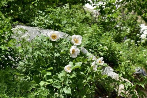 103649333_3305916732766599_4163202581900893433_n