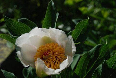 104006038_3305907336100872_3323876963705603552_n