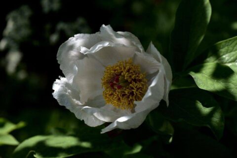 104075759_3305916459433293_6802215070953653519_n