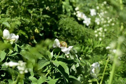 104154365_3305923409432598_5448153517869272405_n