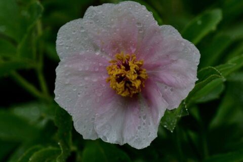 104343611_3305902136101392_4748520788336403597_n