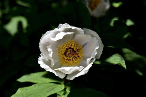 104483047_3305916706099935_7606699193882080035_n