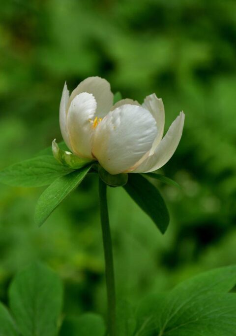 104532594_3305911479433791_3673926269899731057_n