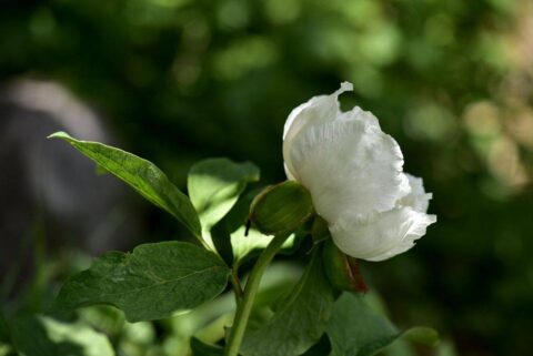 83657349_3305916469433292_342720294068114003_n Paeonia arietina ssp arasicola. Copyright by Yıldız Konca.