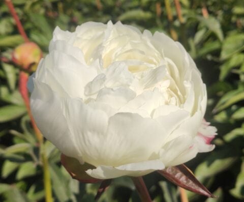 Mieke Bral Peony Mieke Bral