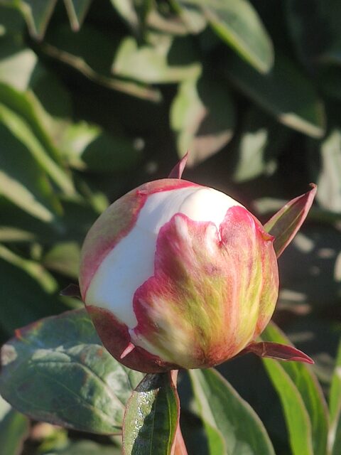 Mieke Bral Peony Mieke Bral